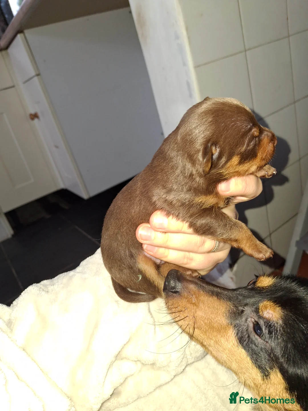 Mixed Breed dogs for sale: Dorkies  - Advert 5
