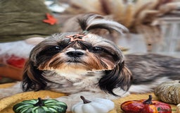 Shih Tzu dogs for sale: 🐶 Shih Tzu Puppies READY NOW– Licensed Breeder  - Image 20