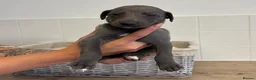 Whippet dogs for sale: Whippet puppies  - Advert 14