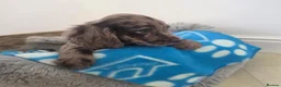 Cocker Spaniel dogs for sale: Gorgeous Working Type Cocker Spaniels - Advert 11