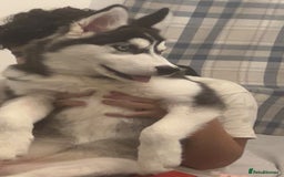 Siberian Husky dogs for sale: Lilly - Image 1