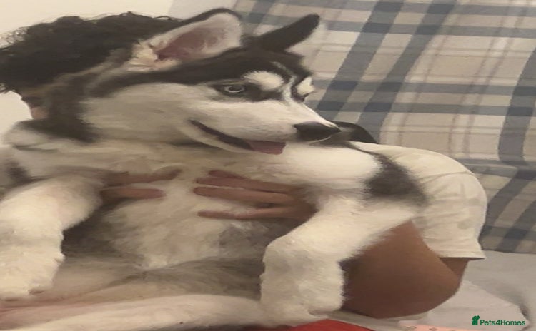 Siberian Husky dogs - Advert 1