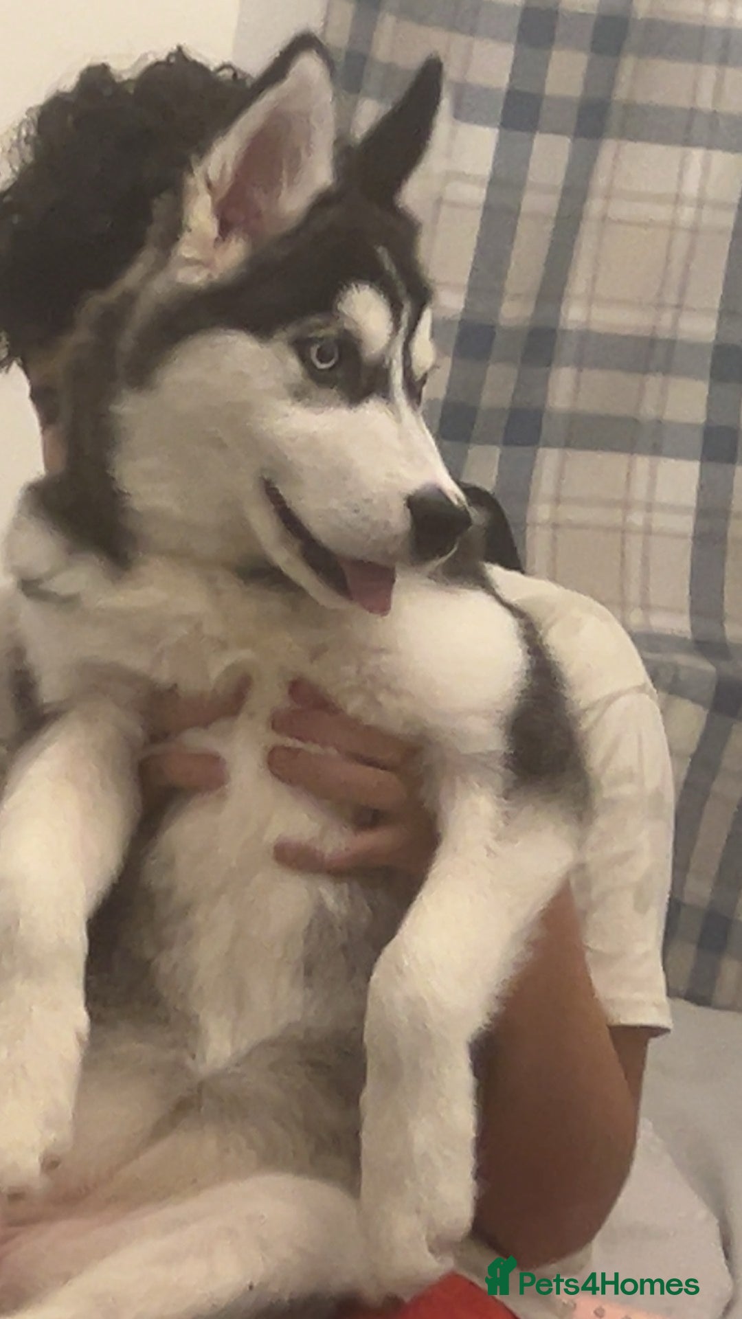 Siberian Husky dogs for sale: Lilly - Image 1