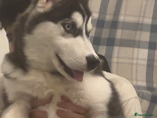 Siberian Husky dogs for sale - Advert 1