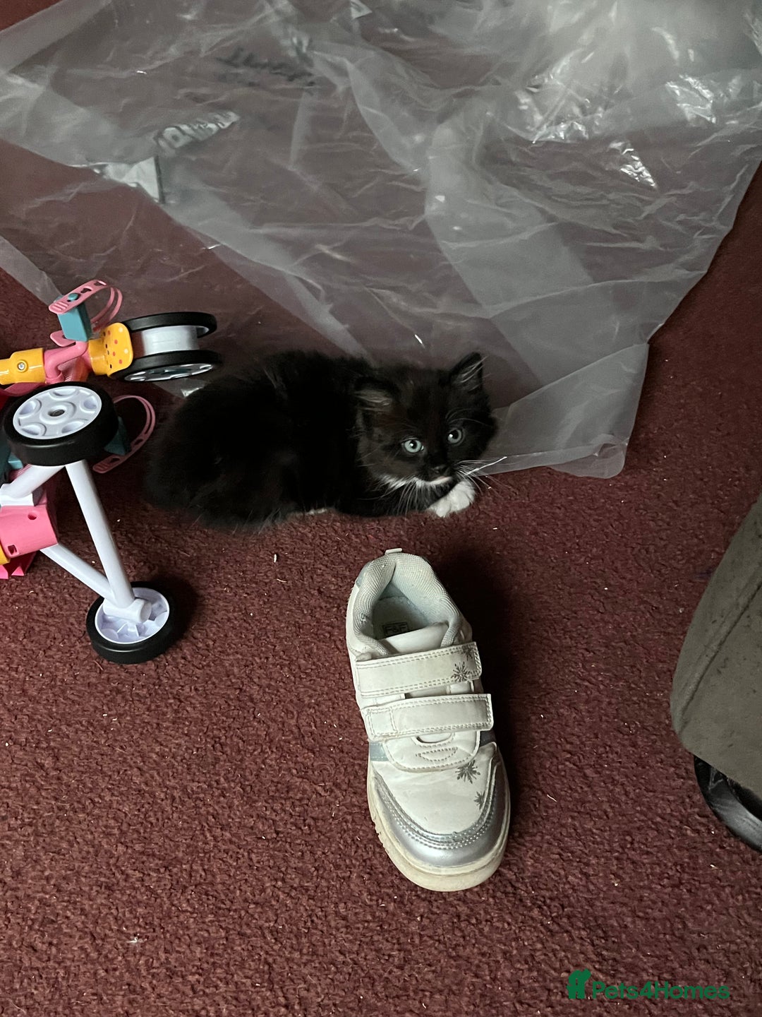 Mixed Breed cats for sale: READY NOW 3 beautiful friendly kittens  - Image 7