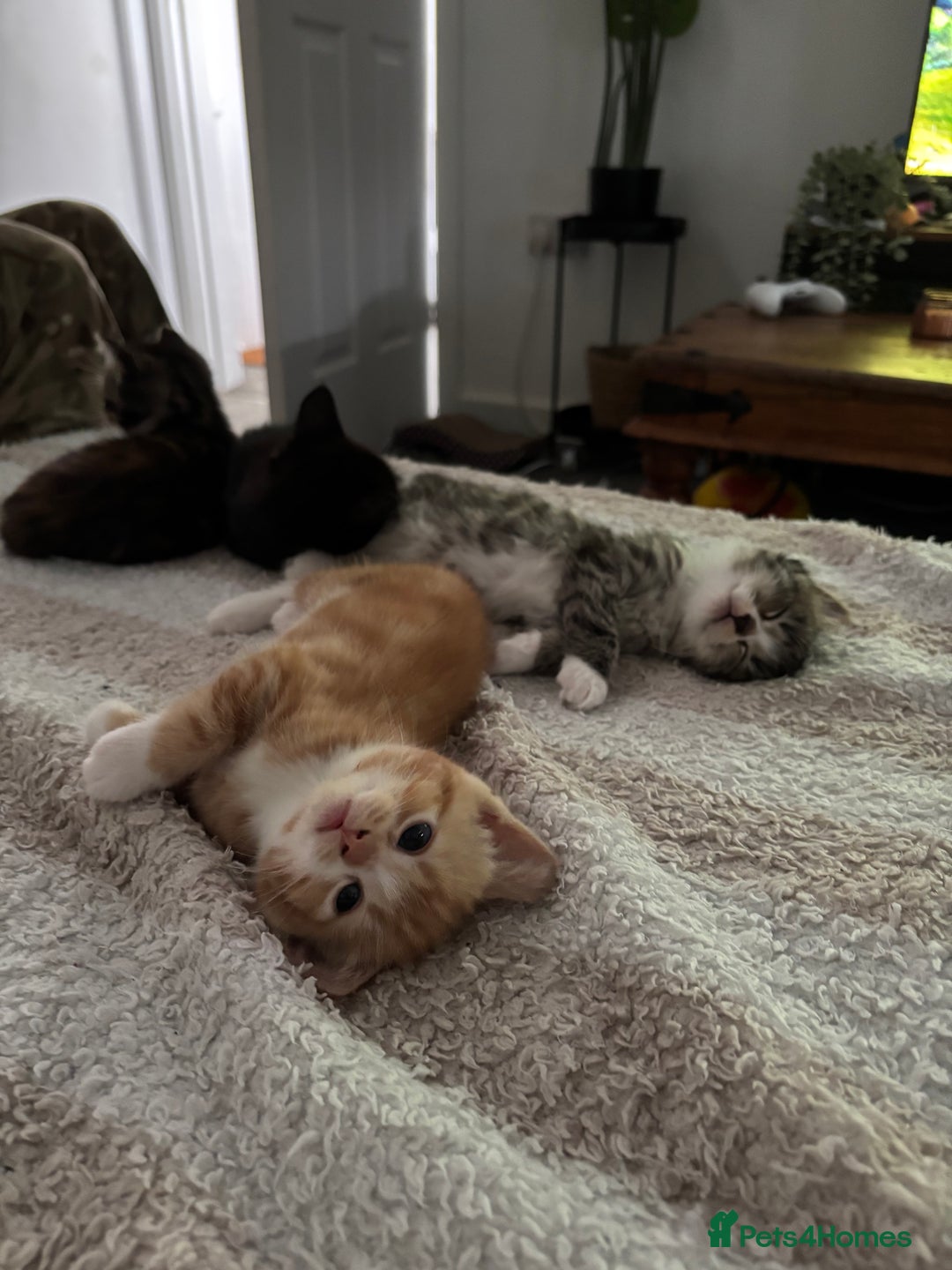 British Shorthair cats for sale: Beautiful mixed litter of kittens  - Image 5