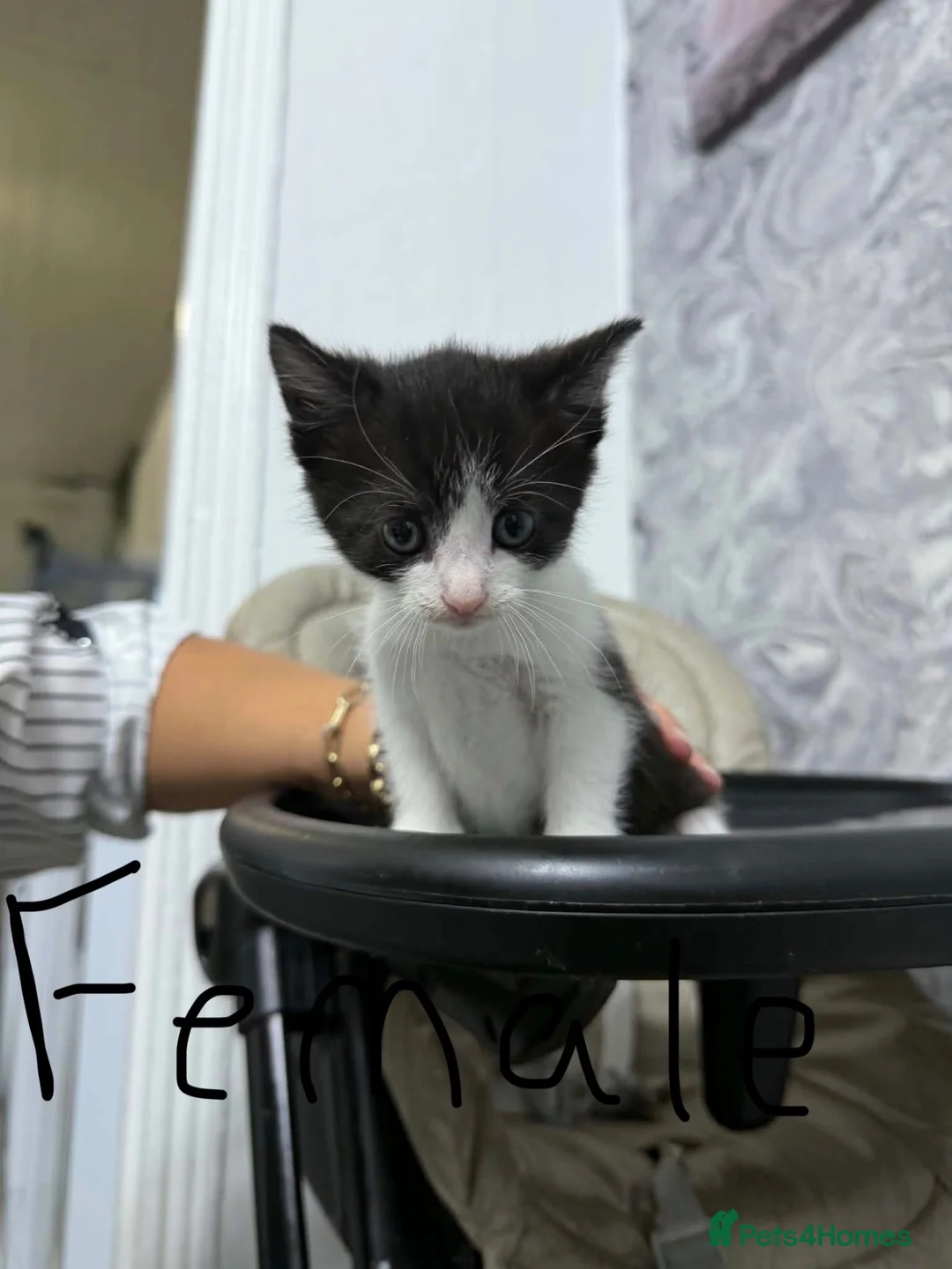 Mixed Breed cats for sale: domestic short hair kittens in Derby - Advert 1
