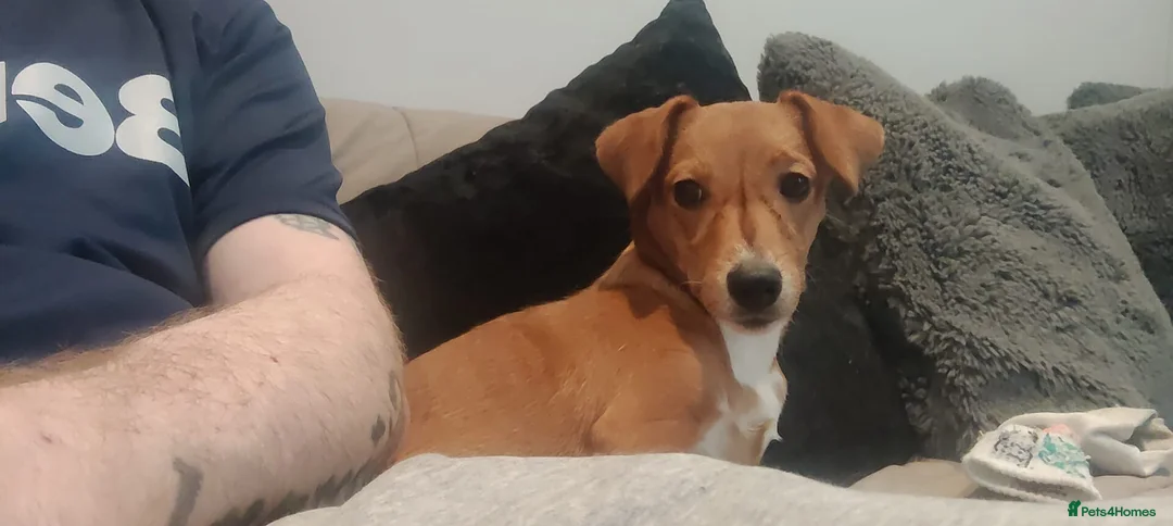 Mixed Breed dogs for sale: Jack Russell x chihuahua  - Advert 3