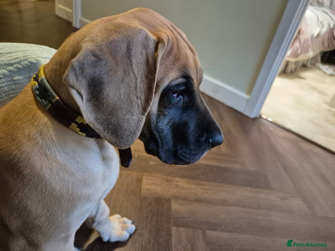 Great Dane dogs for sale: Sarhara & Atlanta are show quality Great Danes - Advert 4