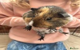 Guinea Pig rodents for sale: Bonded Male Guinea Pigs - Image 8
