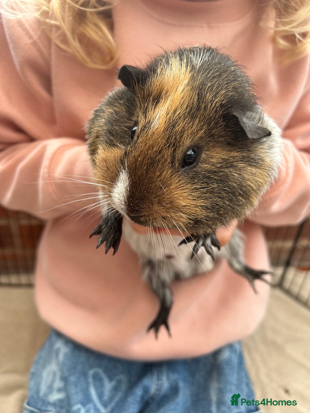 Guinea Pig rodents for sale: Bonded Male Guinea Pigs - Image 8