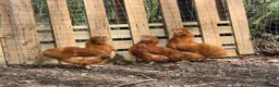 Chickens poultry for sale: Chicks (various breeds) - Advert 13
