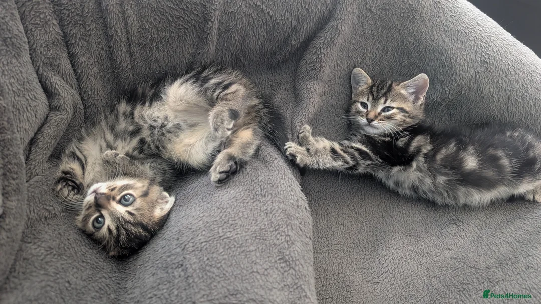 Mixed Breed cats for sale: Grey tabby Kitten ready for a home in London - Advert 1