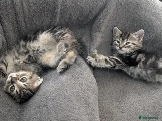 Mixed Breed cats Grey tabby Kitten ready for a home - Advert 2