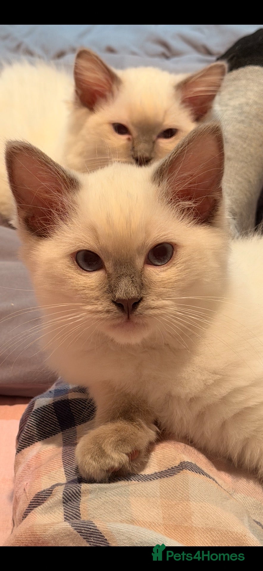 Ragdoll cats 💙 GCCF Lilac Male Ragdoll  LAST BOY💙 - Advert 1