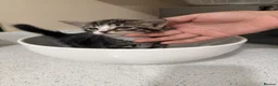 Mixed Breed cats for sale: 3 Beautiful Playful Kittens  - Advert 4