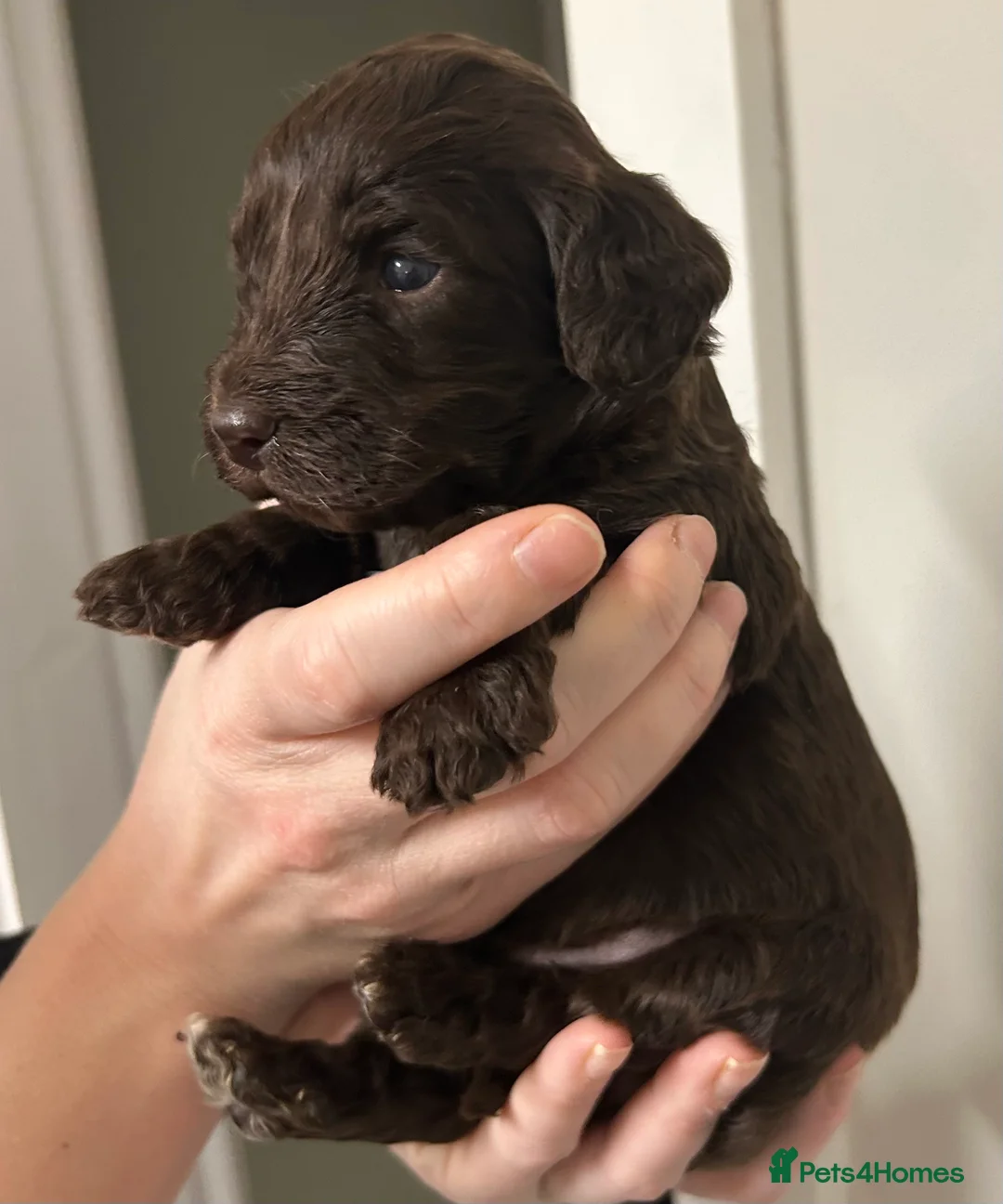 Cockapoo dogs for sale: Beautiful F2 Cockapoo puppies 🏡🐶  - Advert 31