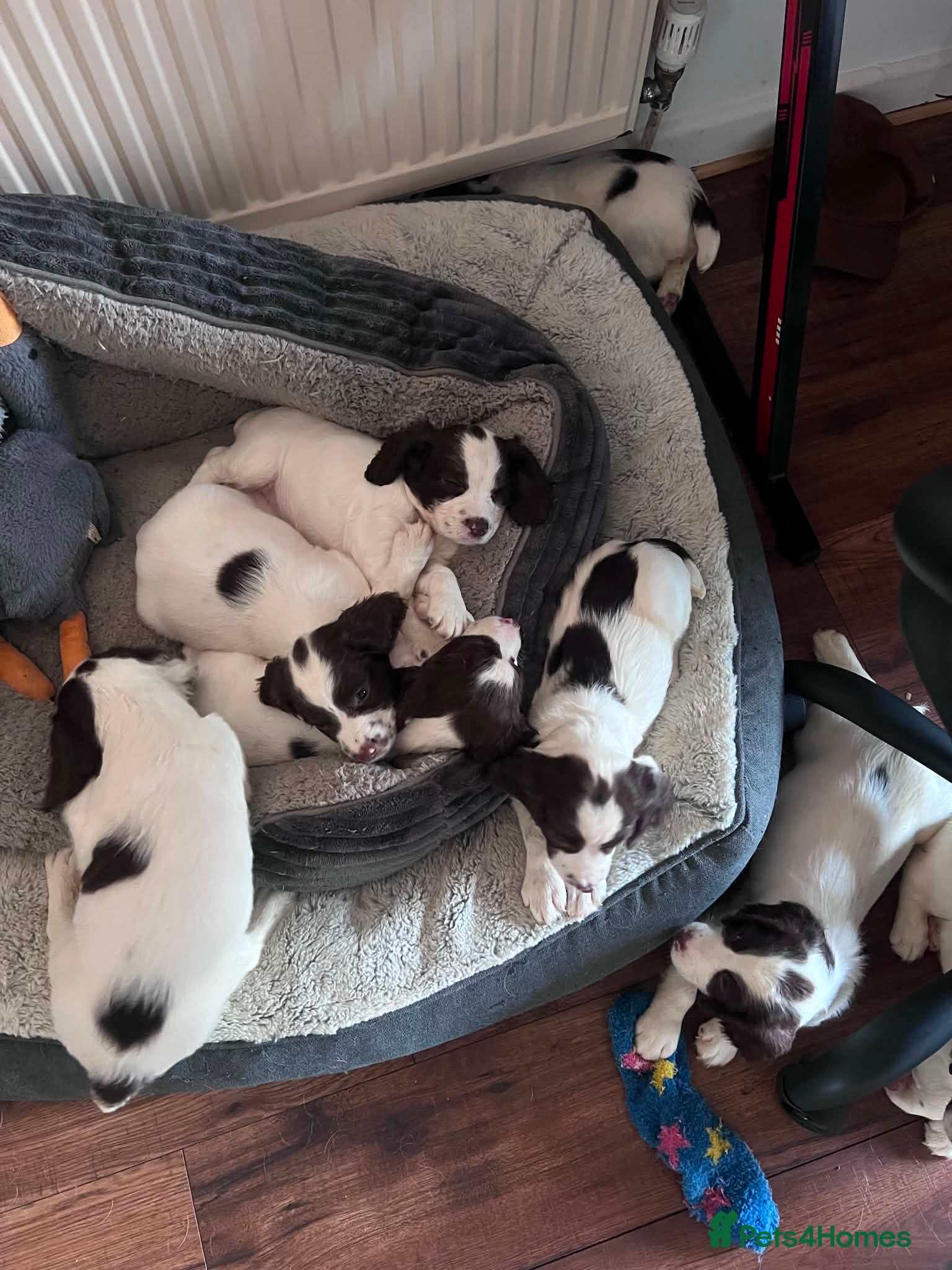 English Springer Spaniel dogs Pedigree English Springer Spaniel Puppies - Advert 8