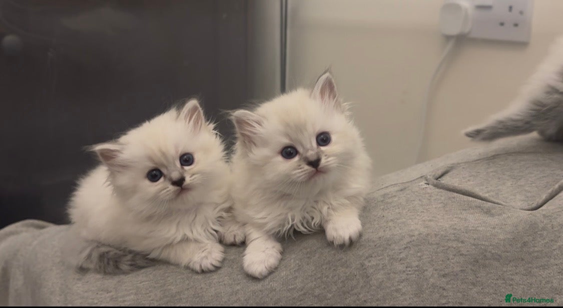 Perdoll cats PERDOLL (PERSIAN-RAGDOLL) KITTENS FOR SALE - Advert 1