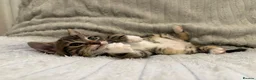 Bengal cats for sale: Bengal Kittens in West Bromwich - Advert 8