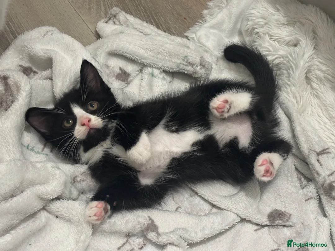 Mixed Breed cats for sale: Turkish angora / main coon - Advert 1