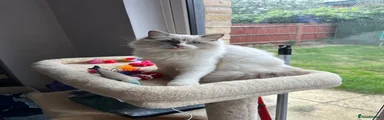 Ragdoll Kitten 2