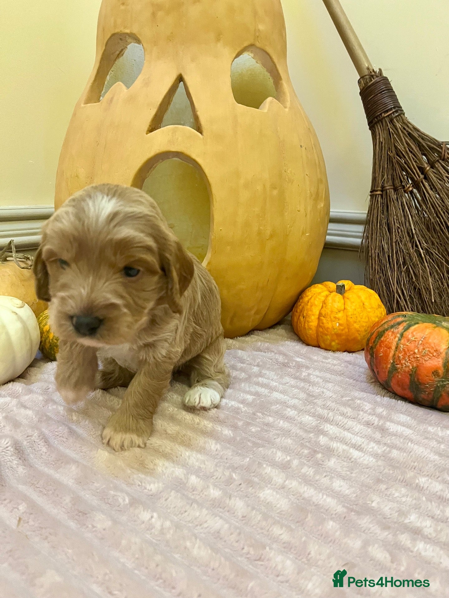Cockapoo dogs for sale: Double miniature cockapoos  - Advert 1