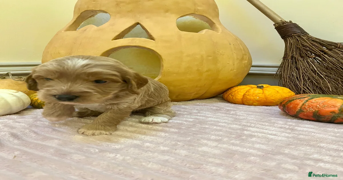 Double miniature cockapoos for sale in Lockerbie | Pets4Homes