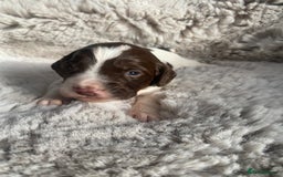 Sprocker dogs for sale: Sprocker puppies  - Advert 20