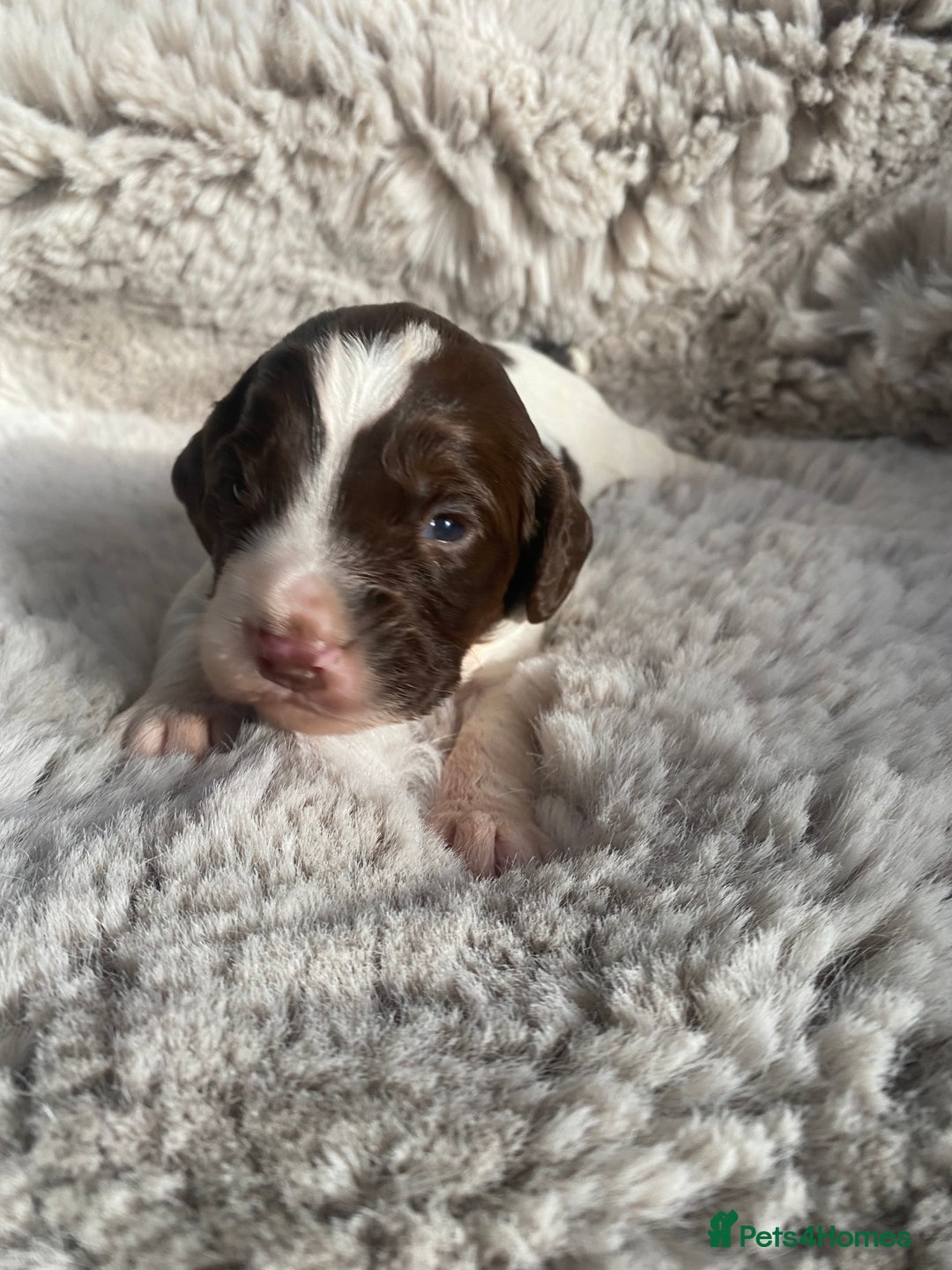 Sprocker dogs for sale: Sprocker puppies  - Advert 20