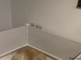 Golden Retriever dogs K.C Golden retriever puppies - Advert 2