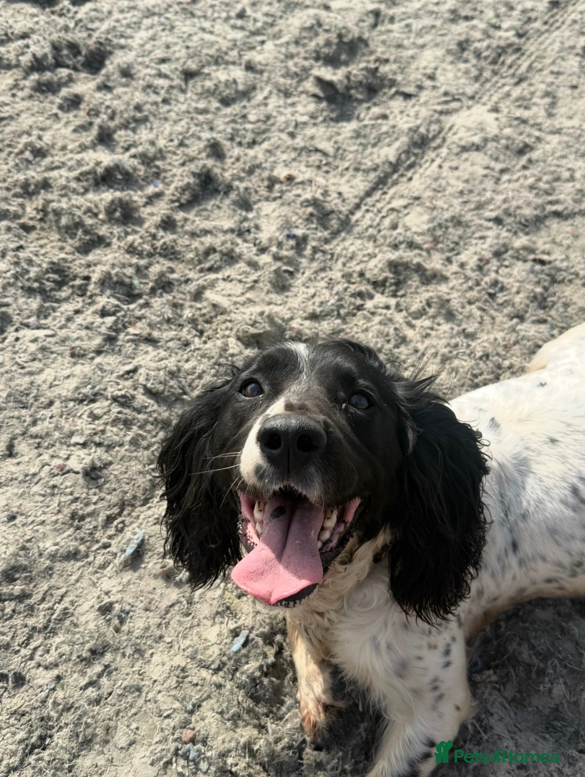 Sproodle dogs for sale: The most beautiful sproodle puppy’s  - Advert 1