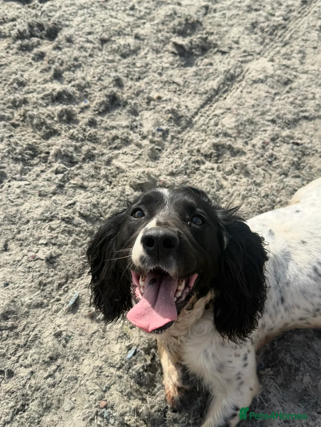 Sproodle dogs for sale: The most beautiful sproodle puppy’s  in Tonbridge - Advert 1