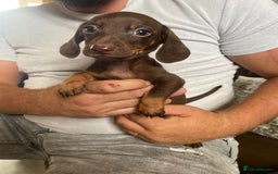 Miniature Dachshund dogs for sale: miniature dachshund  - Image 7