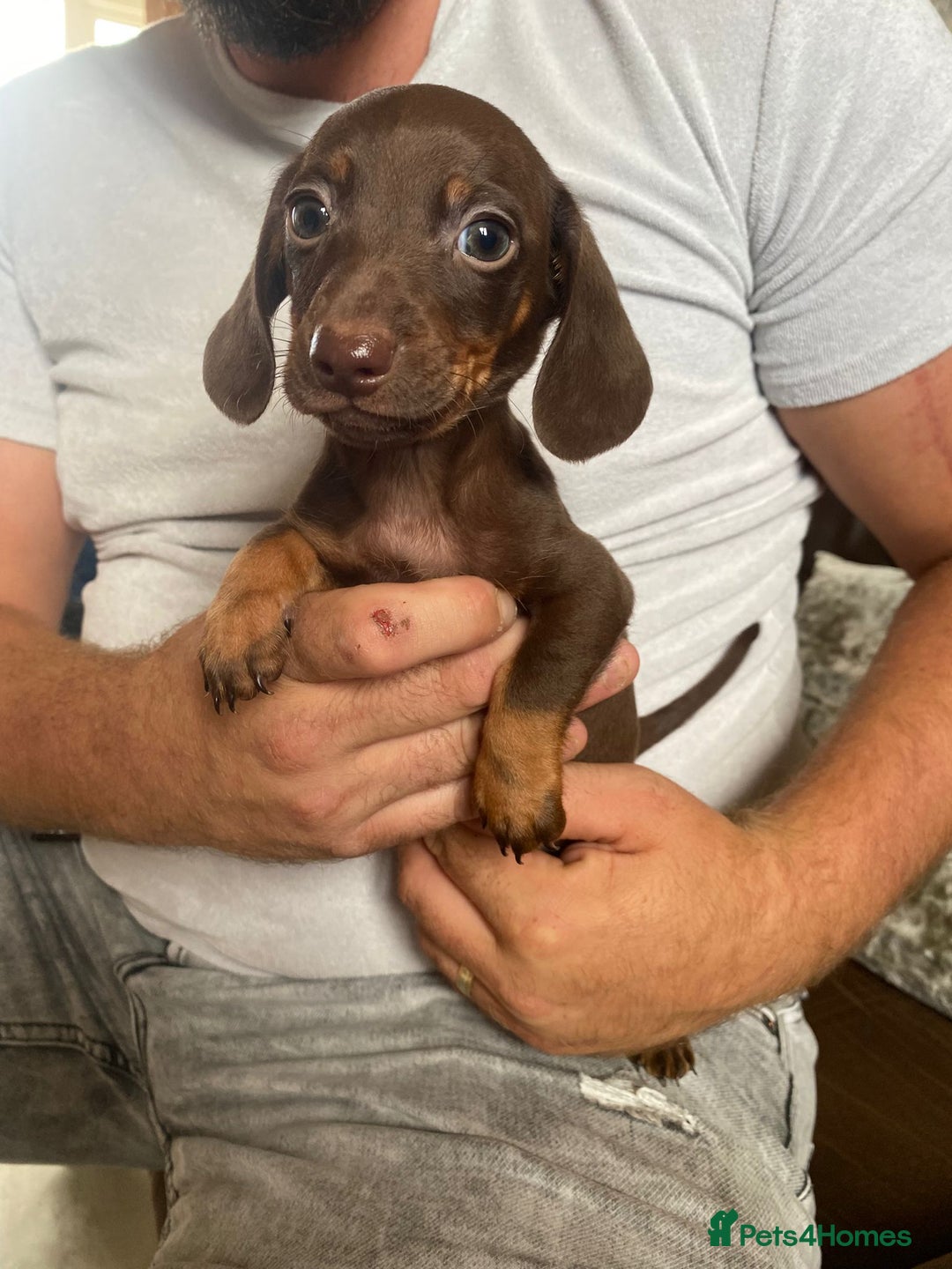 Miniature Dachshund dogs for sale: miniature dachshund  - Image 7