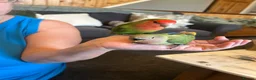Lovebirds birds for sale: Hand tame baby lovebird  - Advert 4