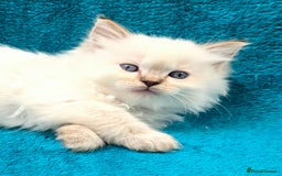 Ragdoll cats for sale: PEDIGREE GCCF REG CHAMPION LINE RAGDOLL KITTENS - Image 8