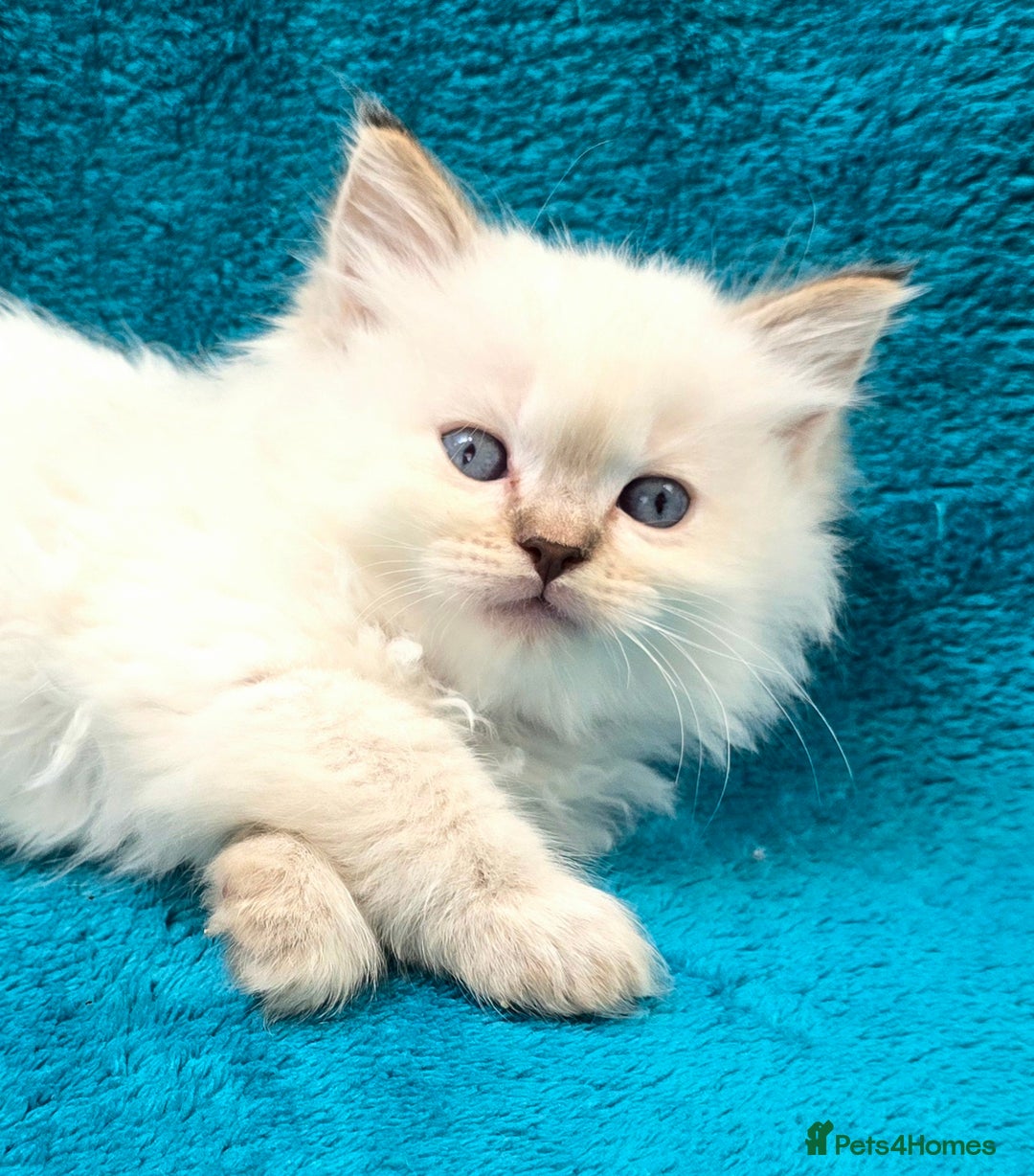 Ragdoll cats for sale: PEDIGREE GCCF REG CHAMPION LINE RAGDOLL KITTENS - Image 8