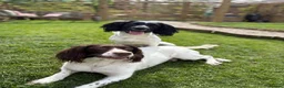 English Springer Spaniel dogs for sale: 3 female Springer spaniel puppies  - Advert 12