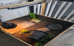 Tortoise reptiles for sale: Horsefield tortoise  - Image 1
