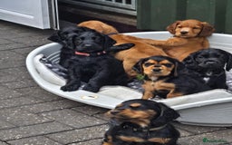 Cocker Spaniel dogs for sale: Mr Mark Hulme in Sandbach - Image 15