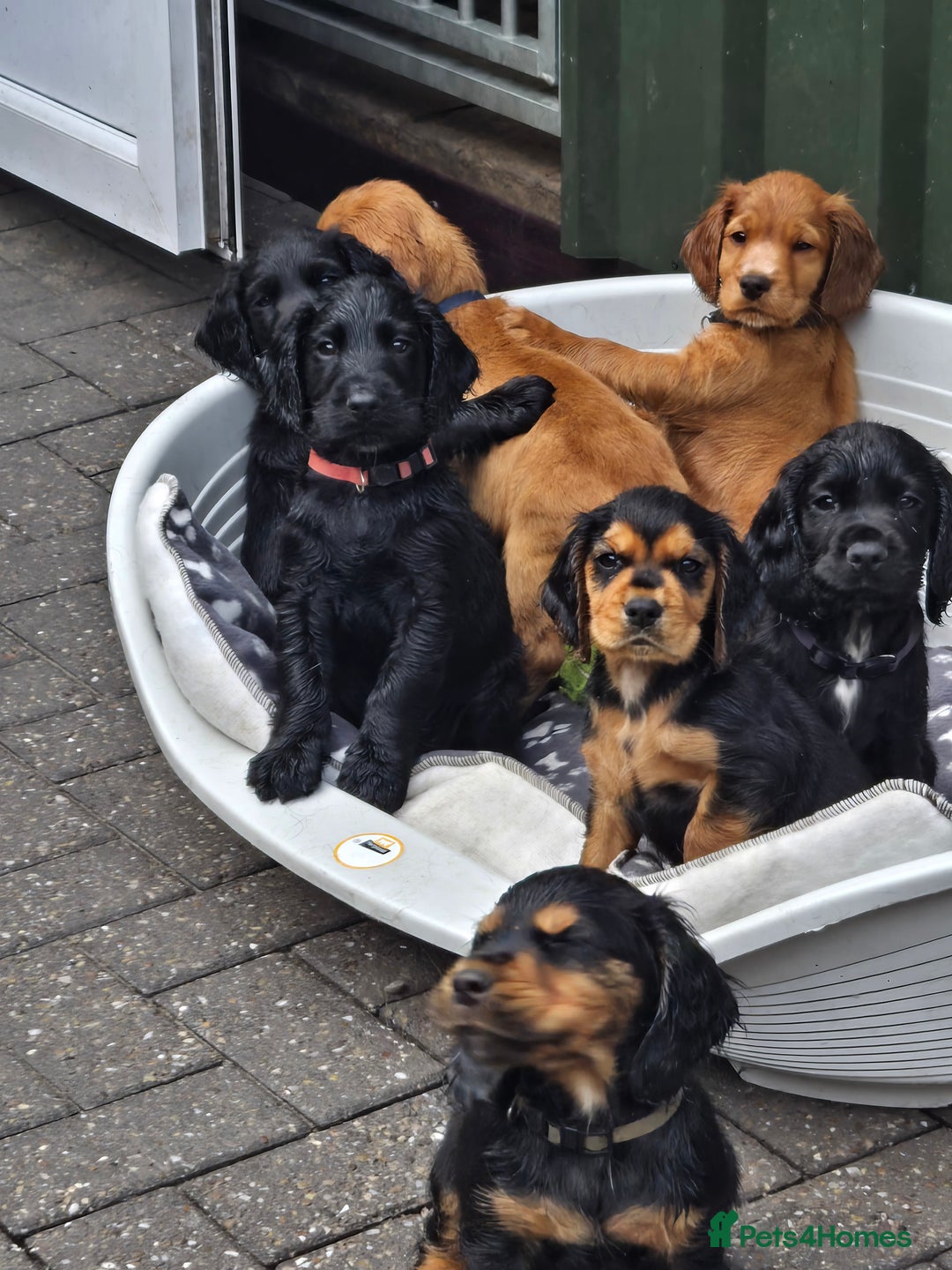 Cocker Spaniel dogs for sale: Mr Mark Hulme in Sandbach - Image 15