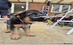German Shepherd dogs for sale: KC registered German shepherd puppies - Image 17