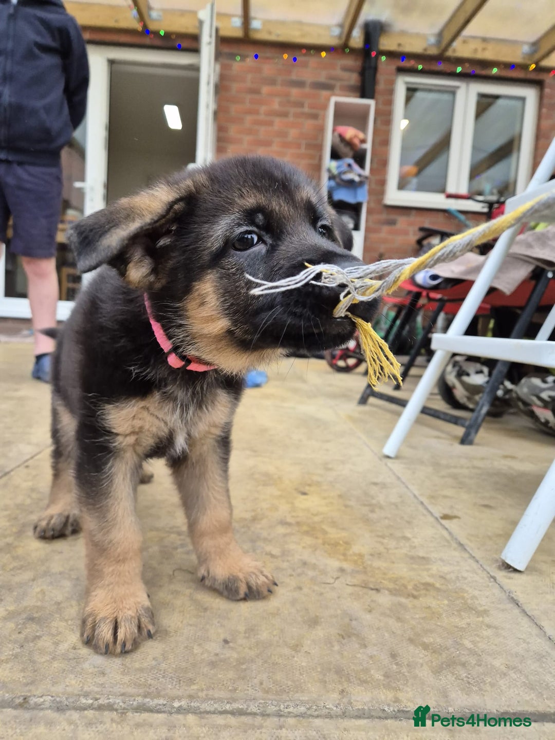German Shepherd dogs for sale: KC registered German shepherd puppies - Image 17