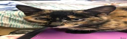 Mixed Breed cats for sale: Healthy playful kittens - Advert 11