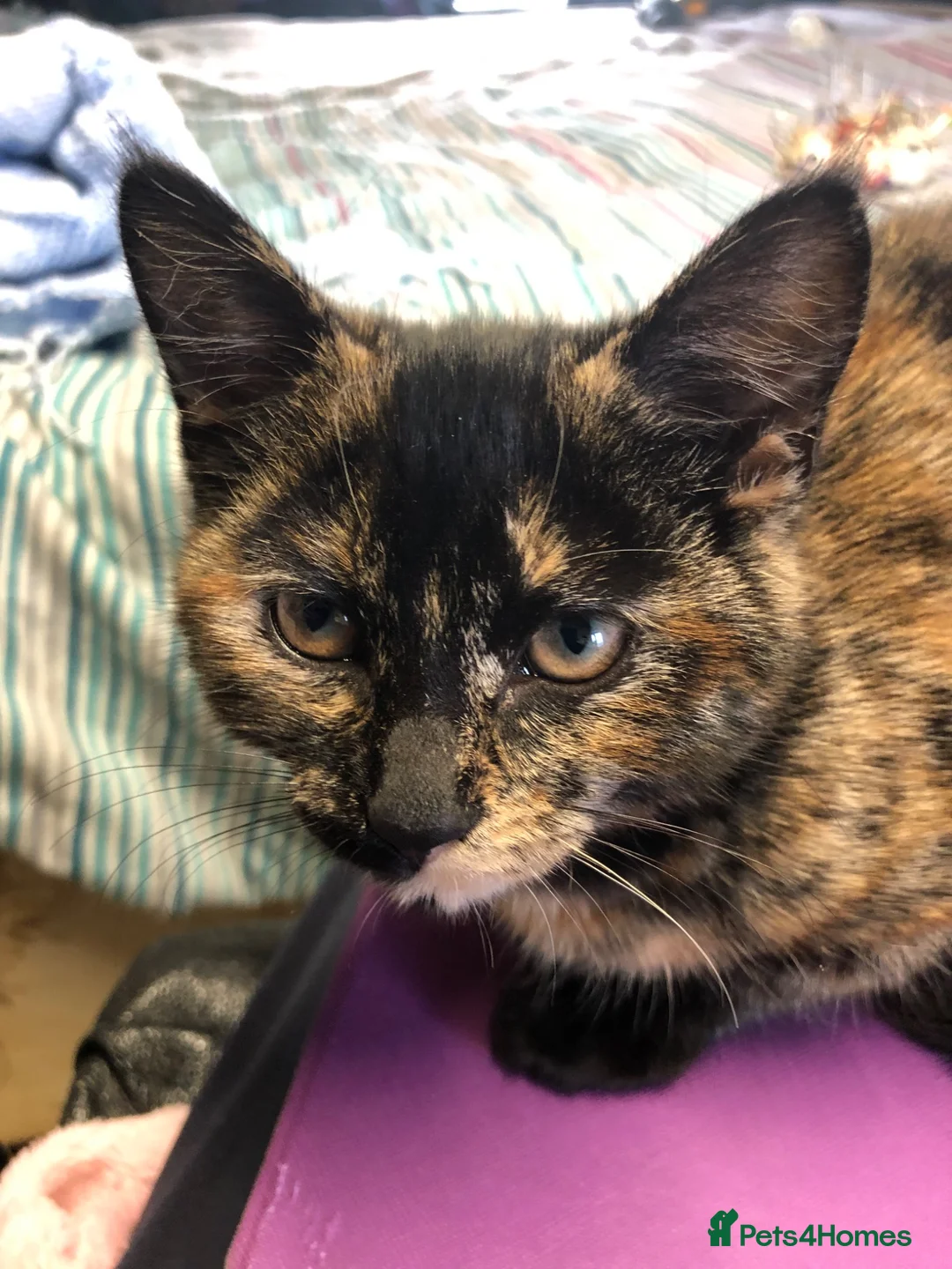 Mixed Breed cats for sale: Healthy playful kittens - Advert 11