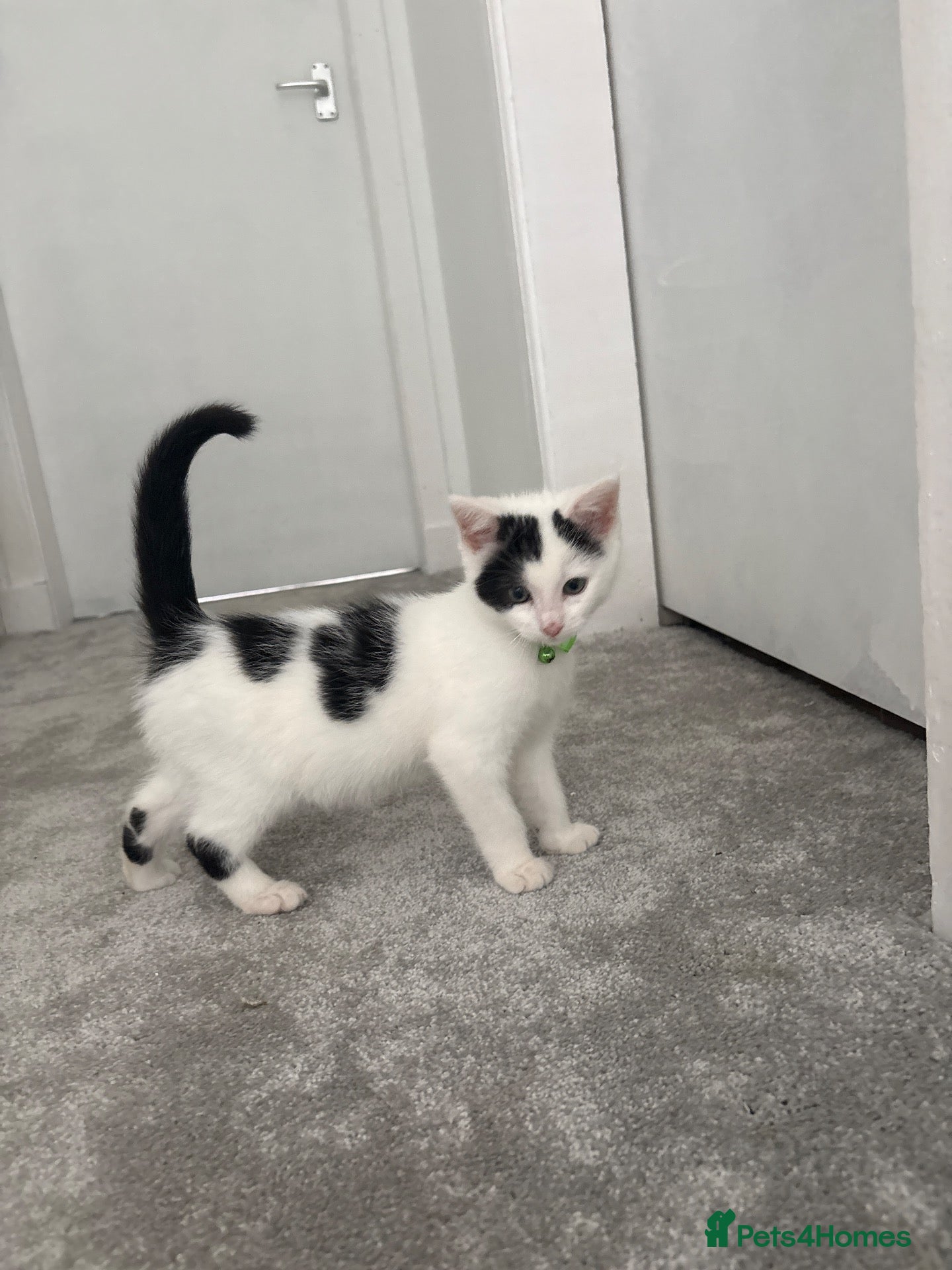 Mixed Breed cats Cat for re homeing - Advert 1