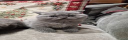 British Shorthair cats for sale: British Shorthair Kittens - Advert 7