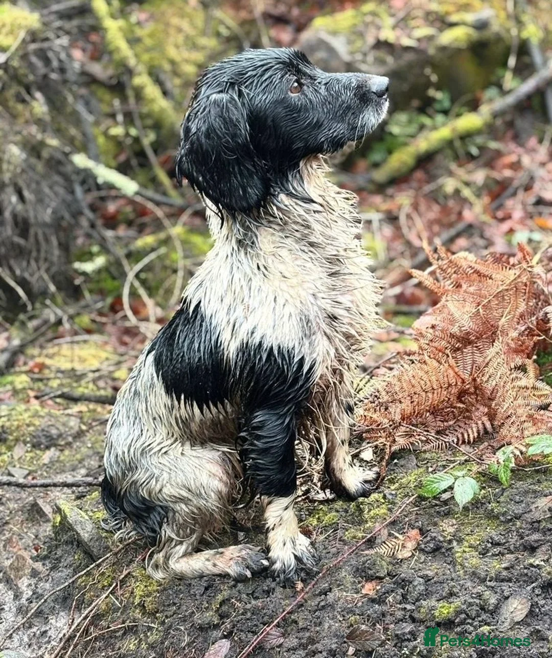 English Springer Spaniel dogs for sale: Springer Spaniel Dog Pup - Advert 3