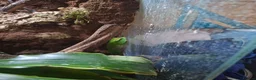 Mixed Breed reptiles for sale: Red eyed green tree frogs and madagascan gecko  - Advert 4